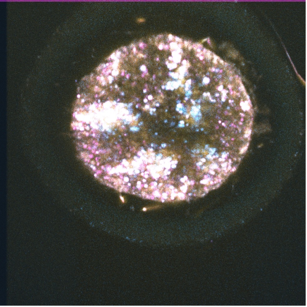An in vitro-produced bovine embryo from Wheeler&rsquo;s laboratory scanned with Tu&rsquo;s nonlinear multiphoton imaging system
