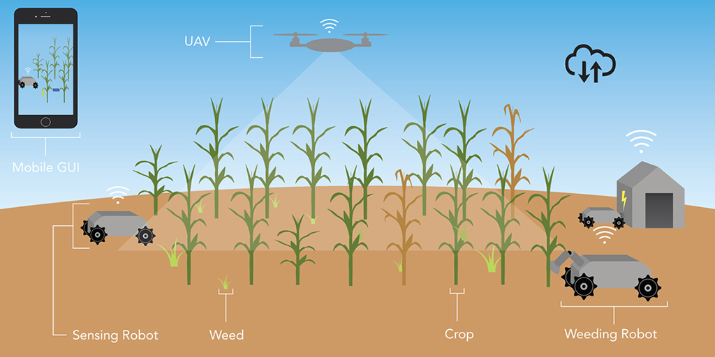 The robots communicate with each other and the researchers via a mobile phone application. (Graphic courtesy: Girish Chowdhary and Illinois News Bureau)