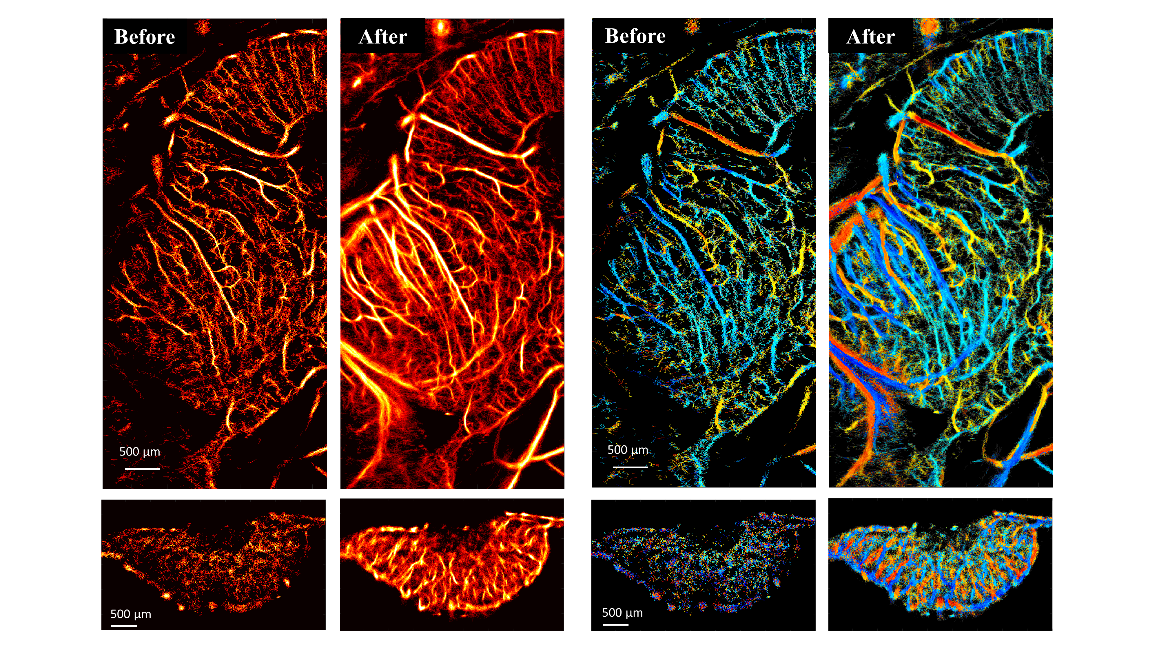 Ultrasound images of chicken embryo brains and tumors before and after microbubble separation processing.&nbsp;&lt;em&gt;Published in Scientific Reports.&nbsp;&lt;/em&gt;