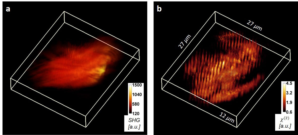 Imaging the muscles in mice with standard techniques, left, and with harmonic optical tomography. The new technique is better at revealing the structure of the tissue.&nbsp;