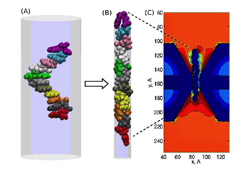 Illustration &quot;A&quot; shows a DNA strand enveloped by a cylindrical surface, a phantom pore, initially wide enough to accommodate the strand. Images &quot;B&quot; and &quot;C&quot; show the conformation of a DNA strand in a 1-nm-diam pore. The DNA backbone is stretched, and the DNA bases are tilted toward the end of the strand.