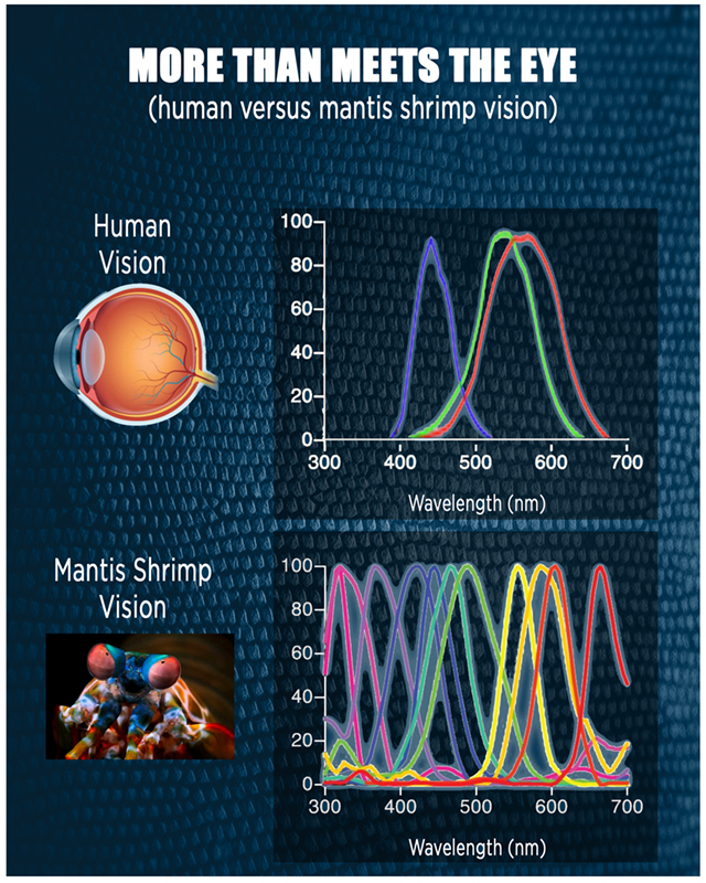 While the human eye perceives three colors &ndash; red, green and blue &ndash; the mantis shrimp perceives upward of 12 colors thanks to the stacks of light-sensitive cells at the tip of its eye. Graphic courtesy Steven Drake/Beckman Institute for Advanced Science and Technology
