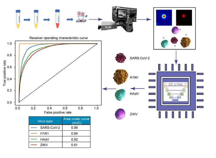 The AI discerned between four particles: SARS-CoV-2, H1N1, HAdV, and ZIKV. The preclinical trial resulted in a 96% success rate for SARS-CoV-2 detection and classification.