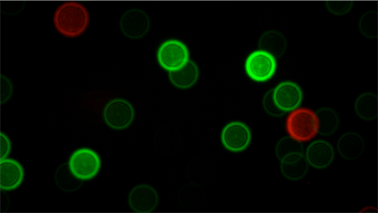 A microscopy image of fluorescent nanodiamonds.