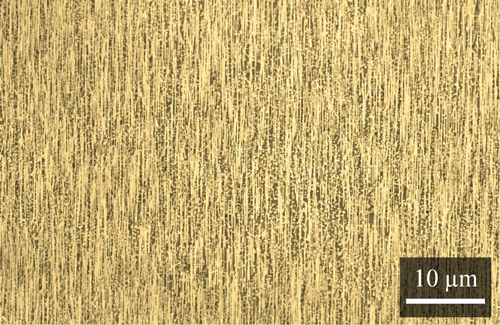 A dense array of vertical nanowires grown on graphene. Courtesy of Parsian Mohseni.