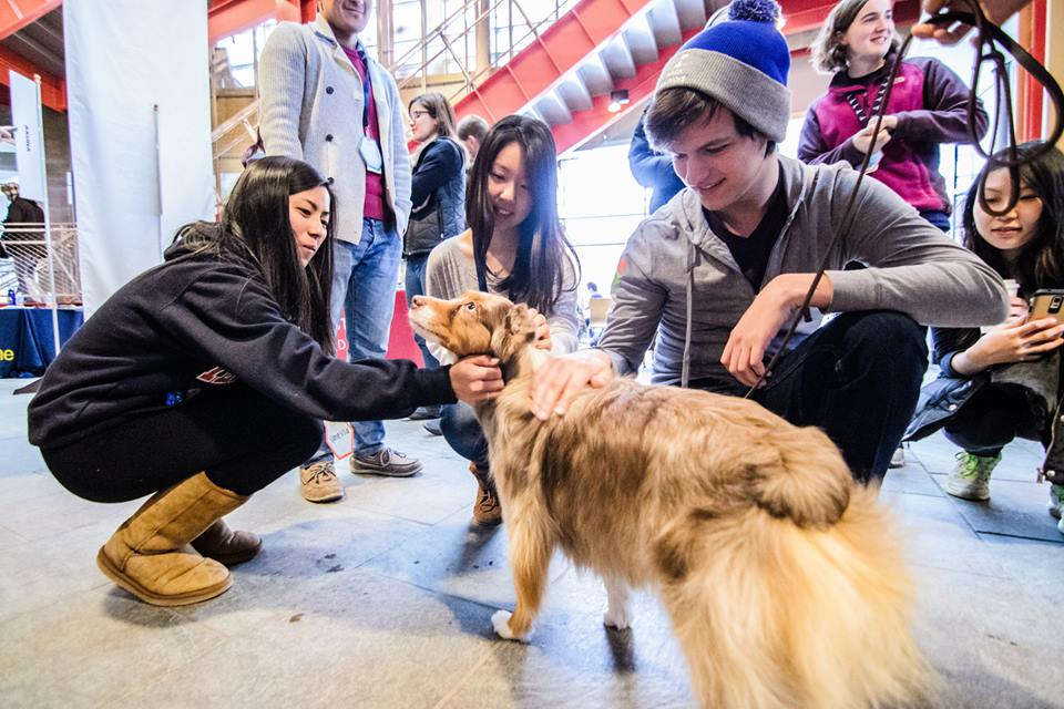 Students take a break with therapy dogs, photo by Priten Vora. 