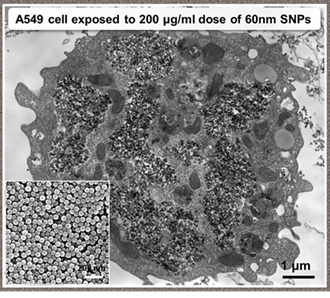 Transmission electron micrograph of A549 human lung epithelial cells incubated for 24 hours at 200 ug/ml doses with 60 nm SNPs (silicon nanoparticles) showing cell morphology and cytoplasmic texture. Inset shows scanning electron micrograph of the corresponding SNPs.