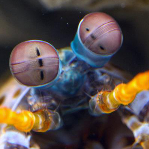 NPR highlights imaging technology inspired by mantis shrimp (VIDEO ...