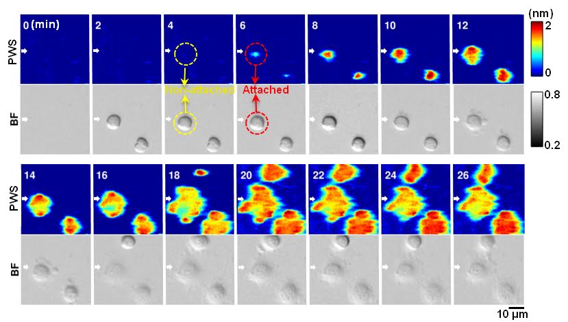 Label-free and dynamic detection of stem cell adhesion using the photonic crystal-enhanced microscope.