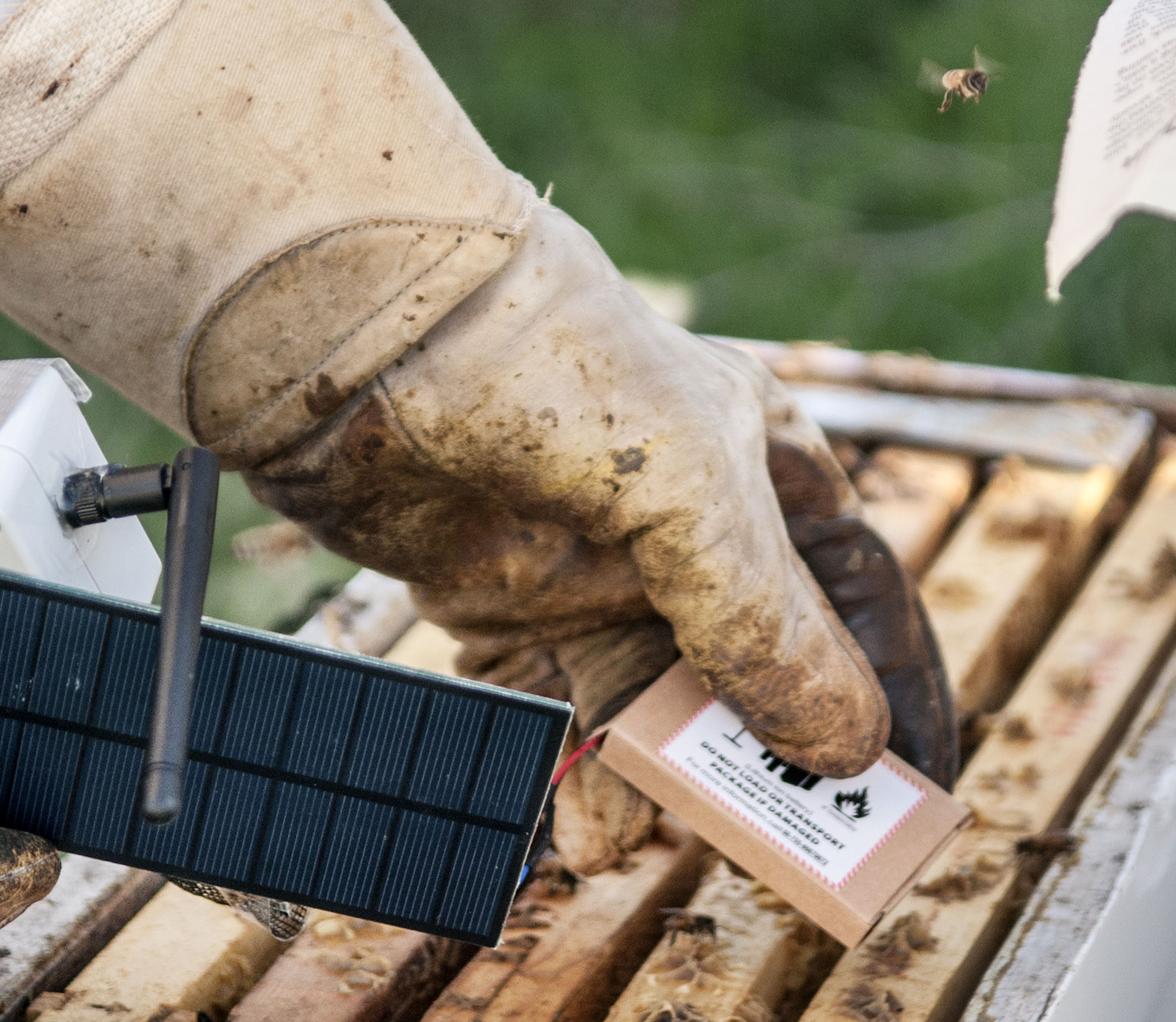 Schmitz slots the first sensor in an outdoor beehive at the Bee Research Facility in Urbana last fall.