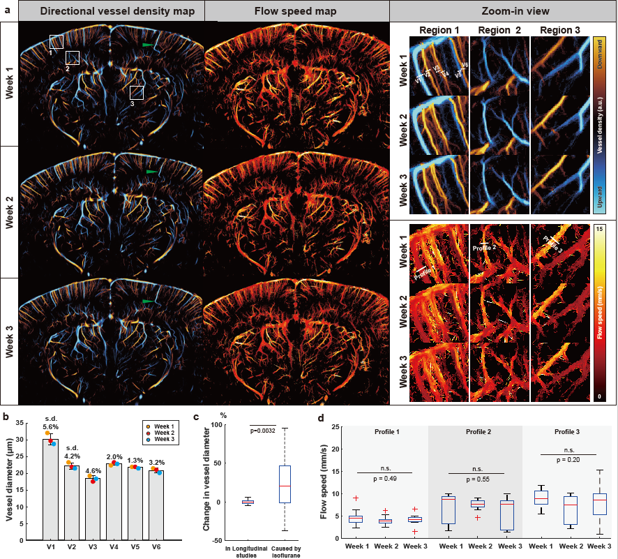 Longitudinal awake ULM imaging results on the same coronal plane for three consecutive weeks. Image from the following paper: &amp;lt;a href=&amp;quot;https://www.biorxiv.org/content/10.1101/2023.09.01.555789v1&amp;quot;&amp;gt;https://www.biorxiv.org/content/10.1101/2023.09.01.555789v1&amp;lt;/a&amp;gt;